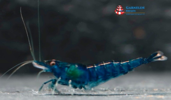 Blue Sapphire Garnele